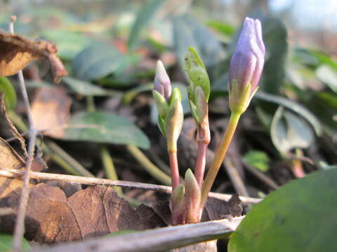 Image of Common Periwinkle