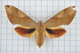 Image of Clanis bilineata (Walker 1866)