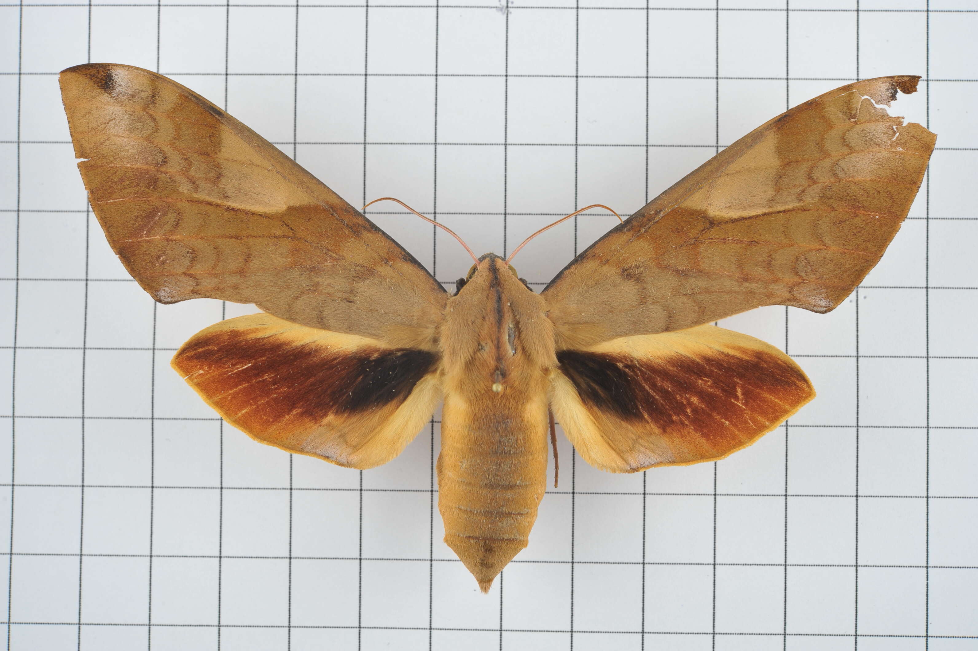 Image of Clanis bilineata (Walker 1866)