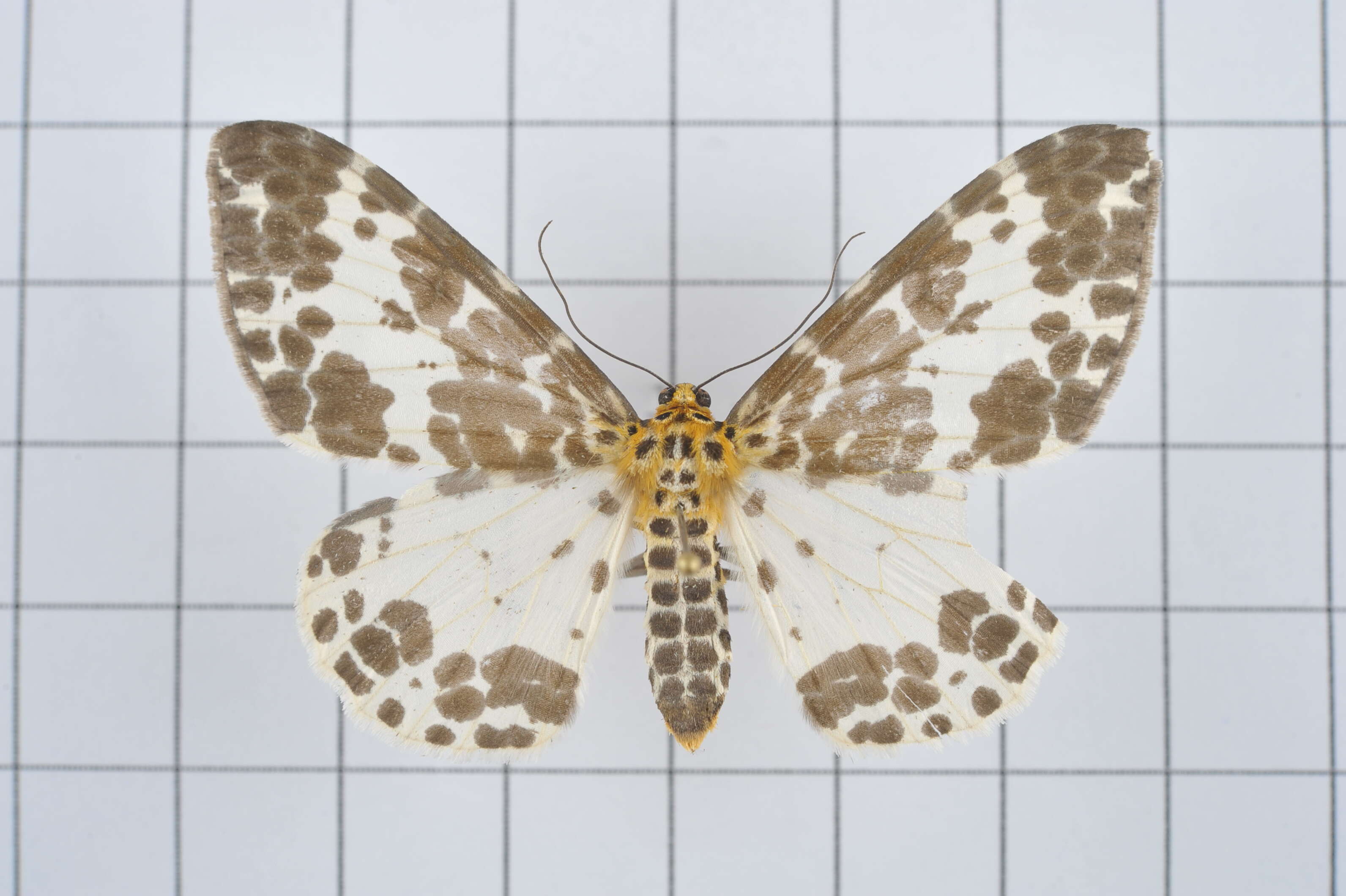 Image of Dilophodes baria