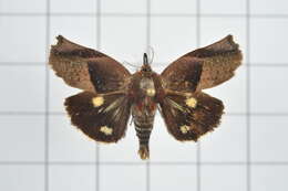 Image of Hyblaea firmamentum Guenée 1852