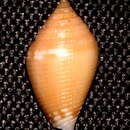 Image of Lovellona biconus Chino & Stahlschmidt 2009