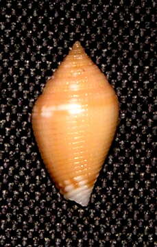 Image of Lovellona biconus Chino & Stahlschmidt 2009