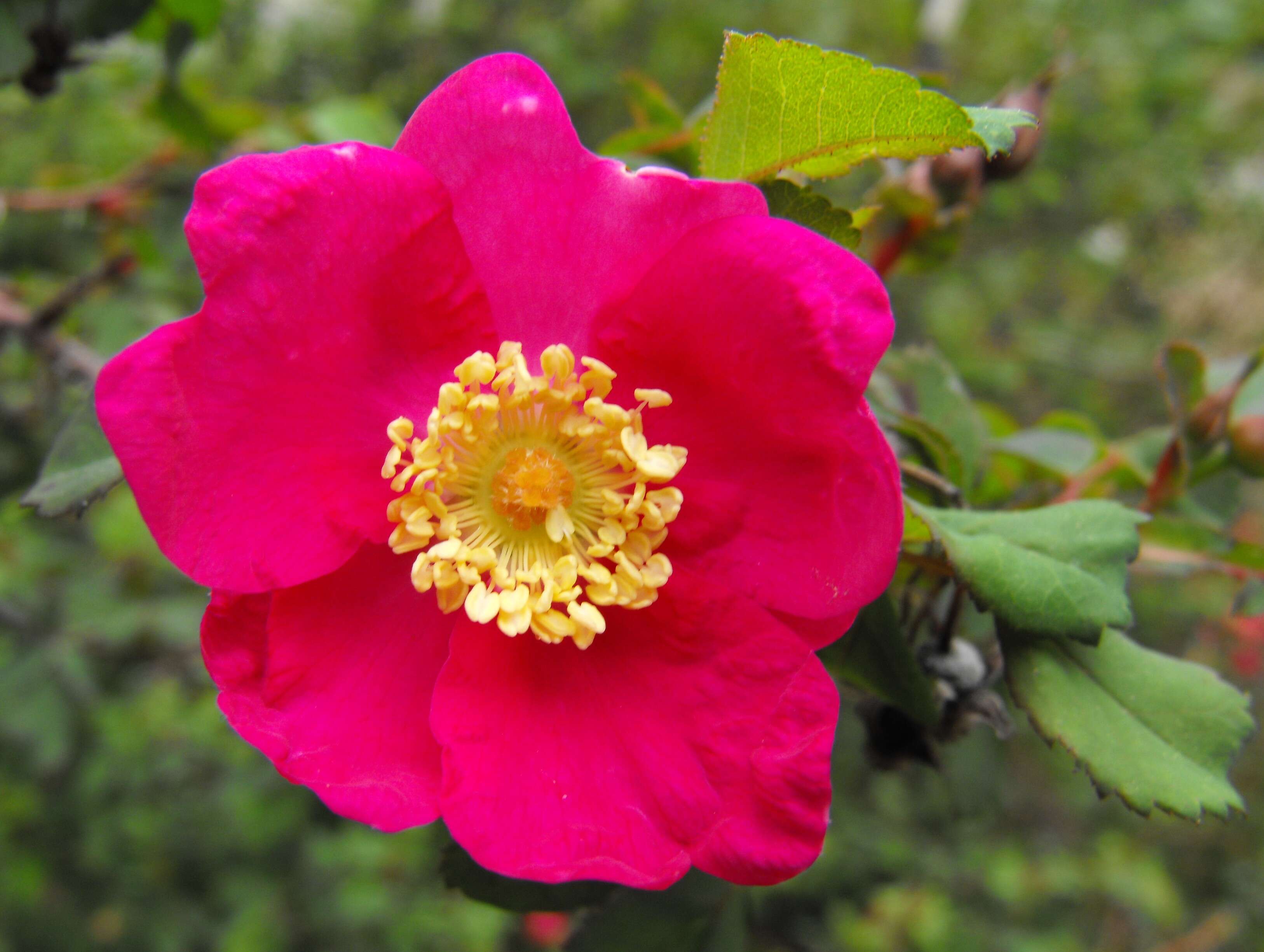 Image of pine rose