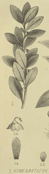 Image of Pseudowintera traversii (J. Buch.) Dandy