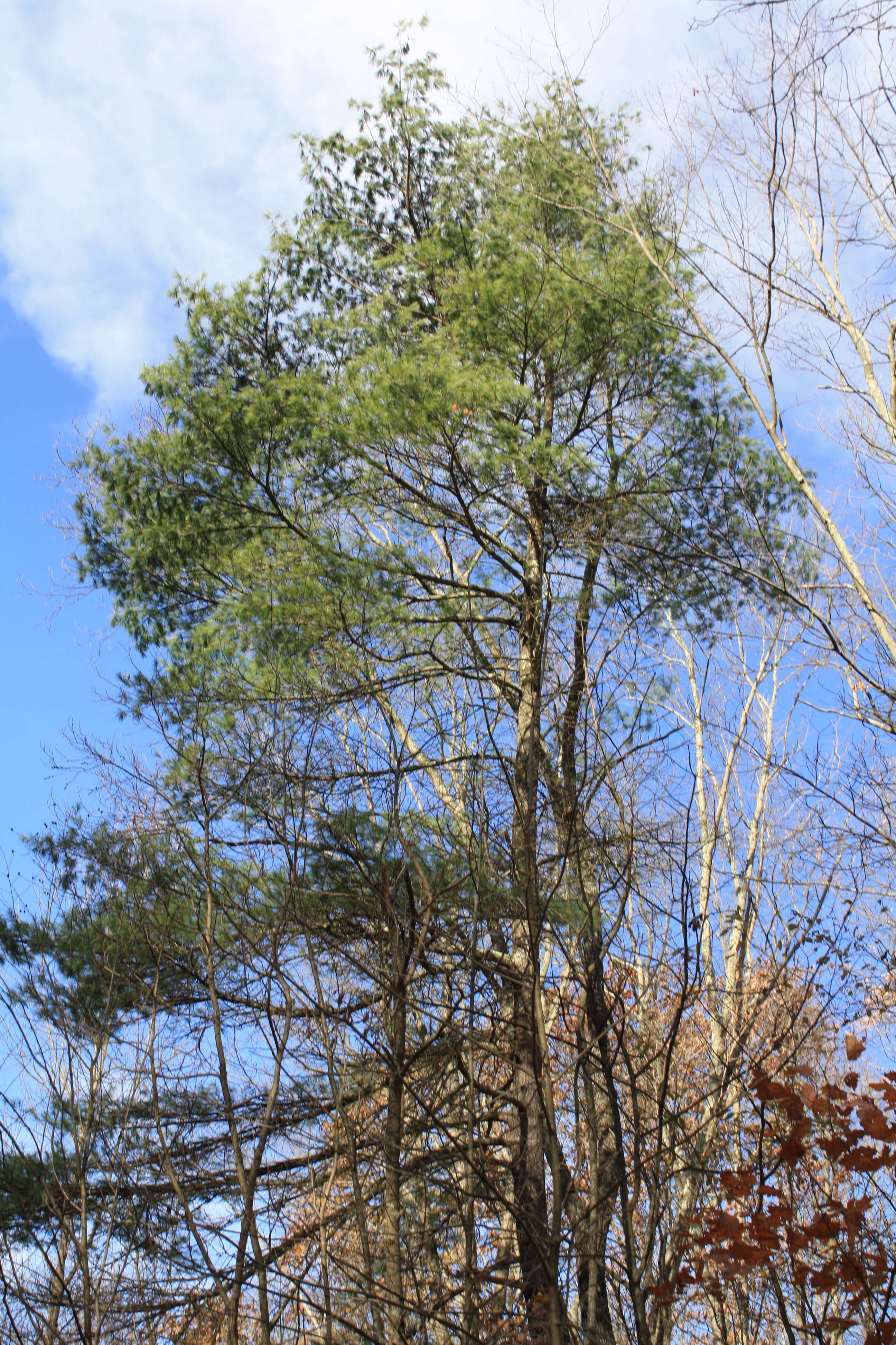 Image of eastern white pine