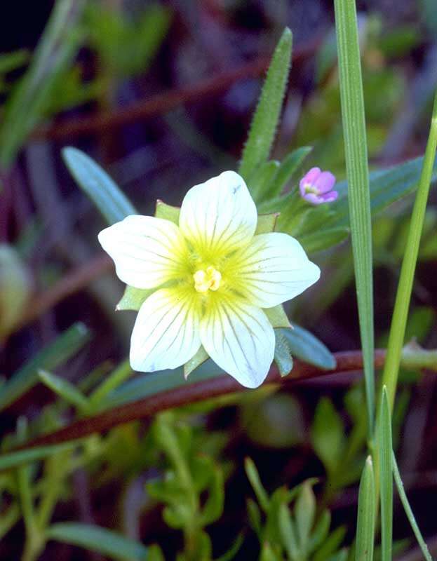 Image of woolly meadowfoam