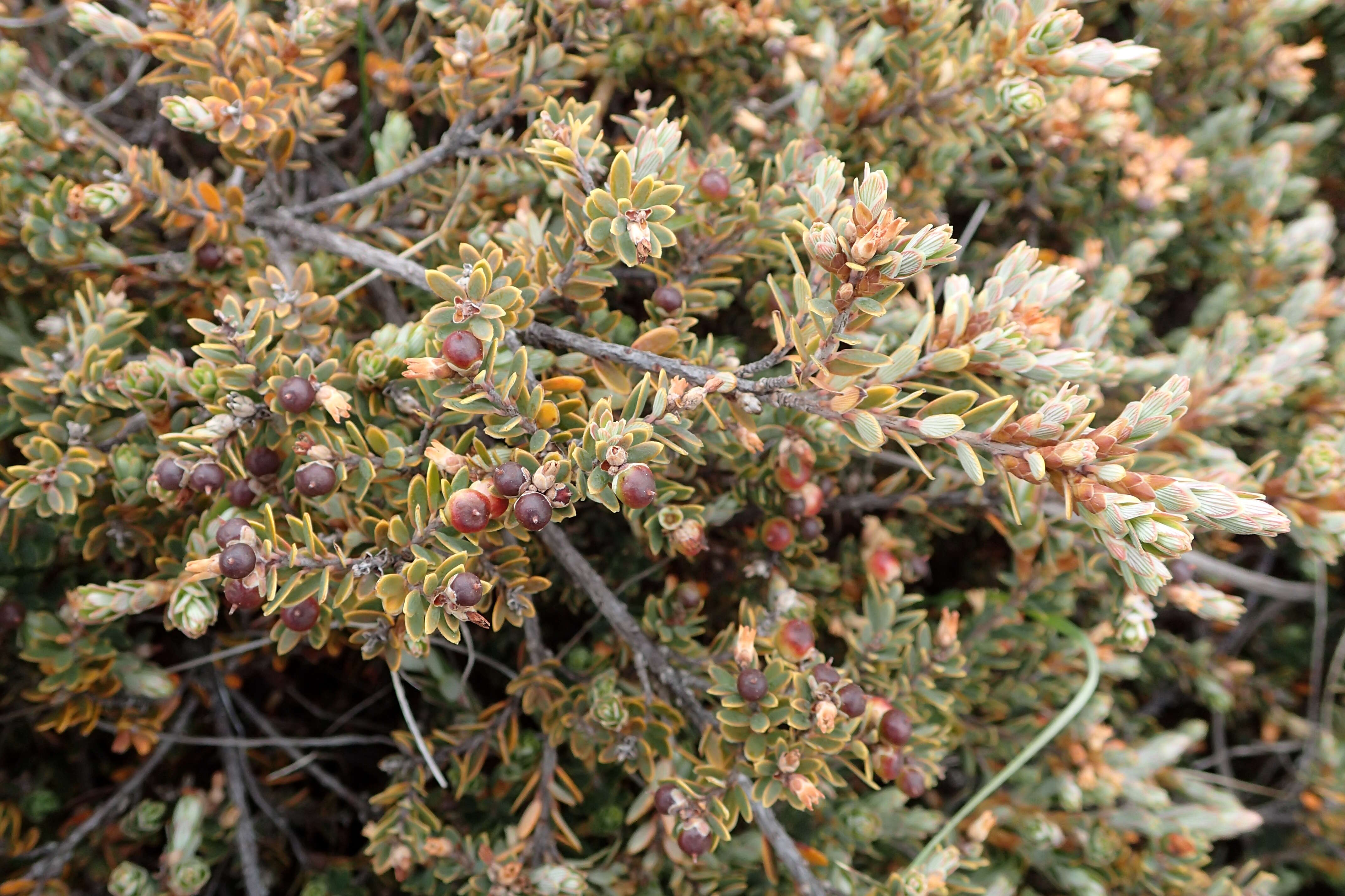 Image of Acrothamnus colensoi (Hook. fil.) Quinn