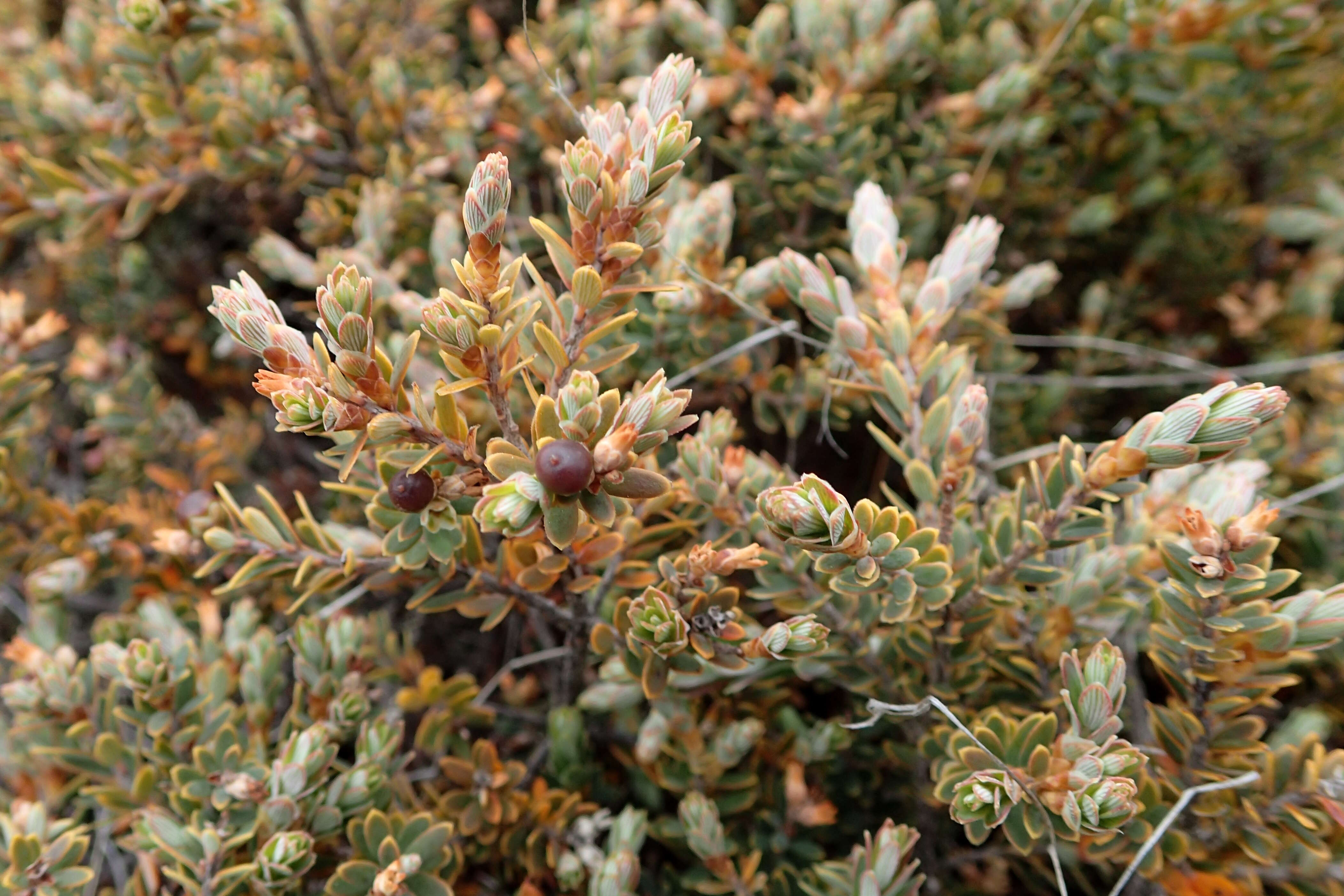 Image of Acrothamnus colensoi (Hook. fil.) Quinn