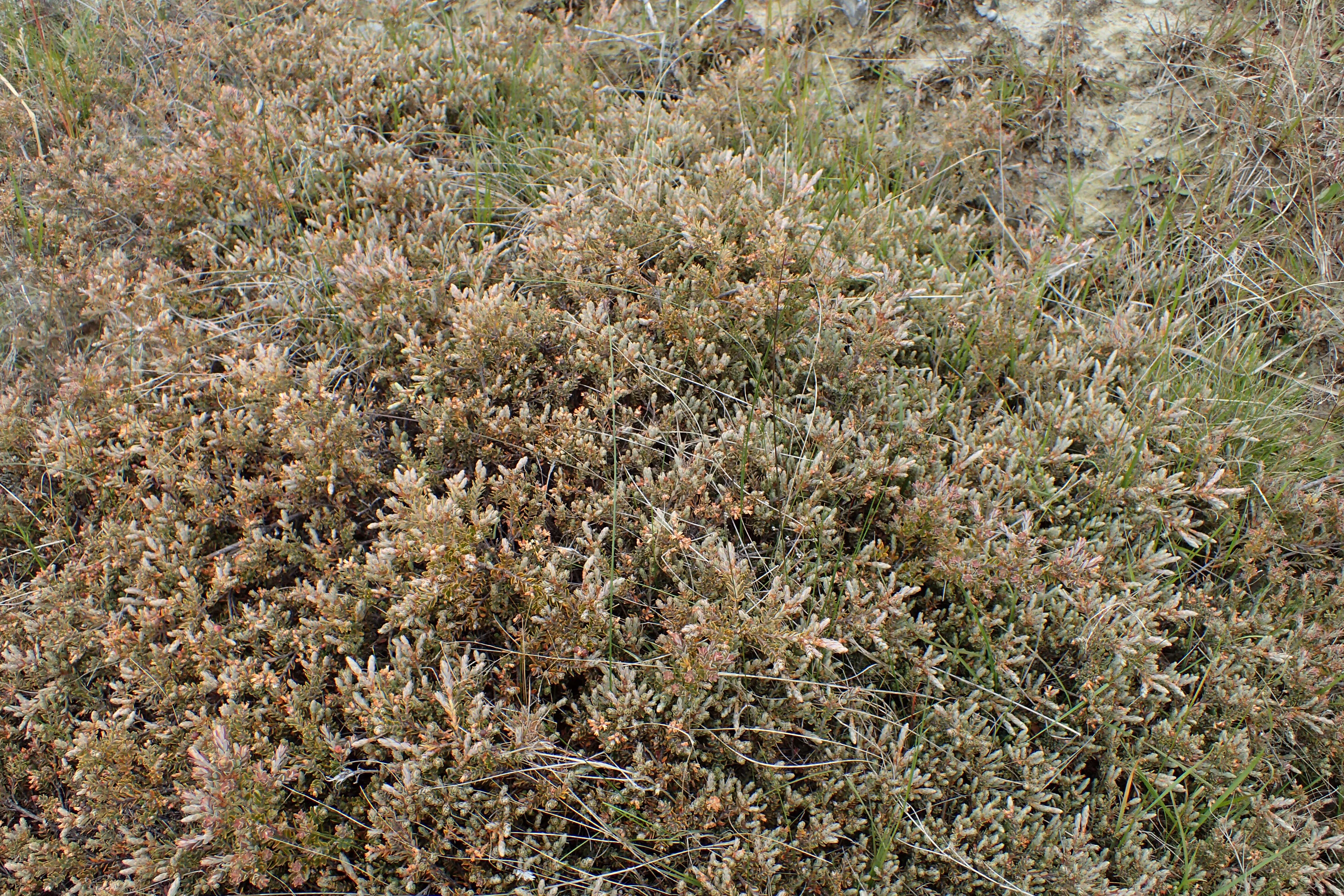 Image of Acrothamnus colensoi (Hook. fil.) Quinn