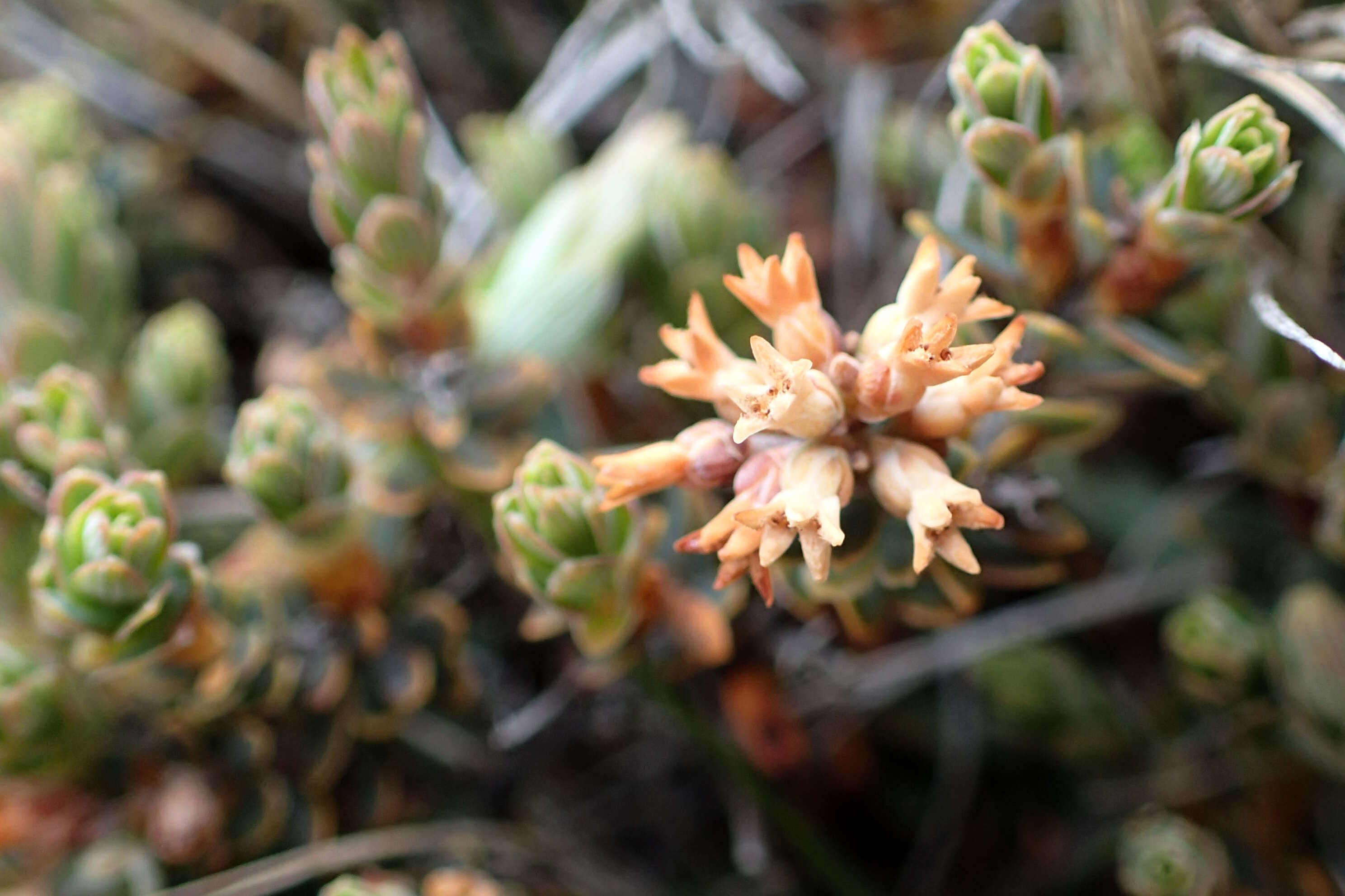 Image of Acrothamnus colensoi (Hook. fil.) Quinn