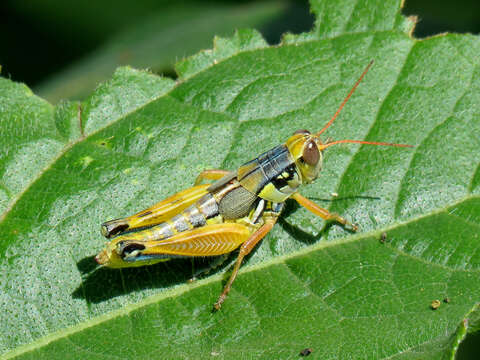 Melanoplus aridus (Scudder & S. H. 1878)的圖片