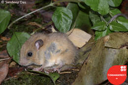 Image of Long-tailed climbing mouse