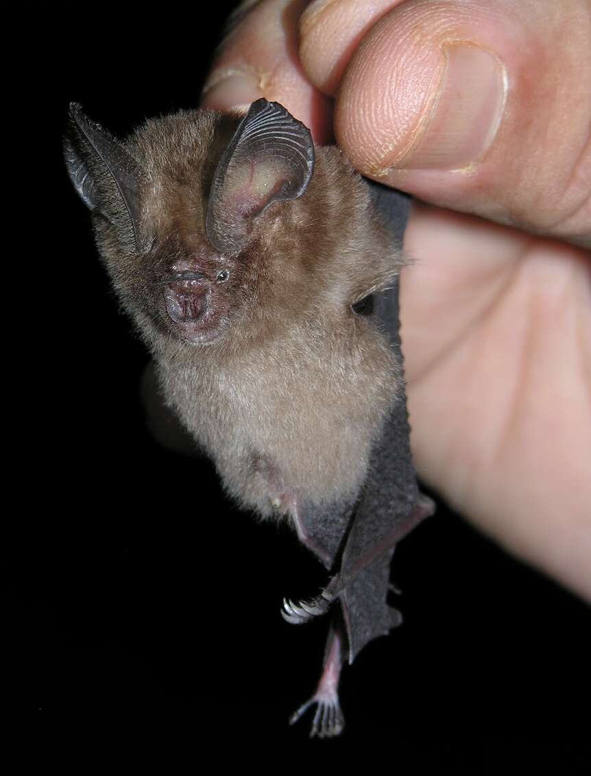 Image of Bi-coloured Leaf-nosed Bat
