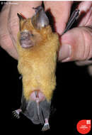 Image of Fulvus Leaf-nosed Bat