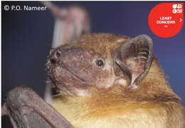 Image of Asiatic Greater Yellow House Bat