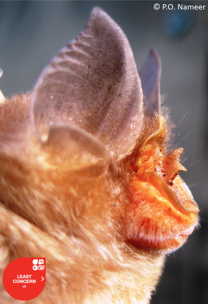 Image of Blyth's Horseshoe Bat