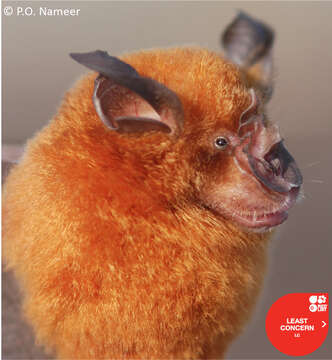 Image of Rufous Horseshoe Bat