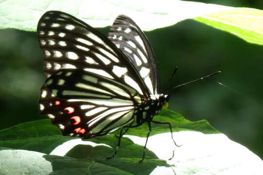 Image of Hestina assimilis Linnaeus 1758