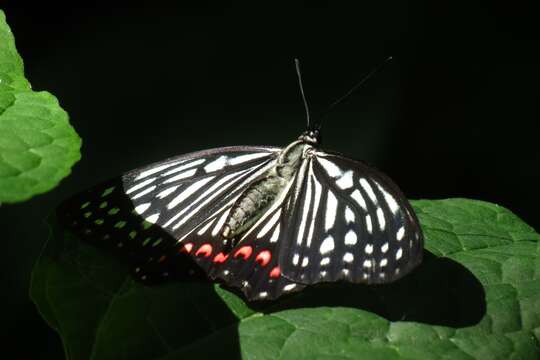 Image of Hestina assimilis Linnaeus 1758