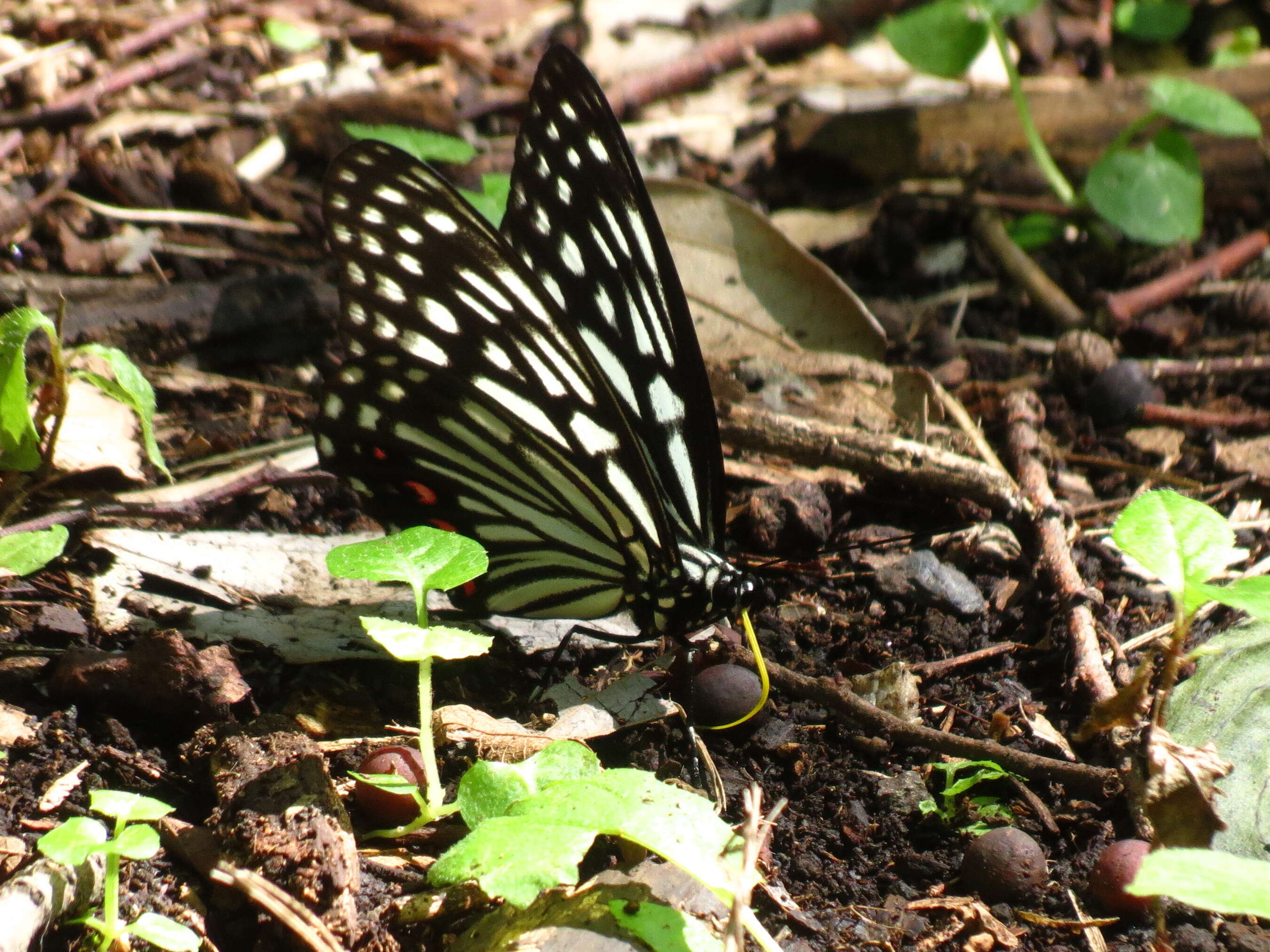 Plancia ëd Hestina assimilis Linnaeus 1758