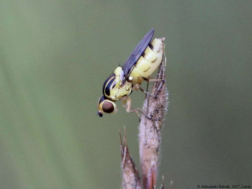 Image of Meromyza