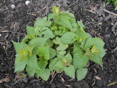 Image of white deadnettle