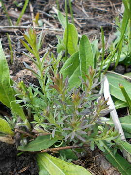 Image of Common Toadflax