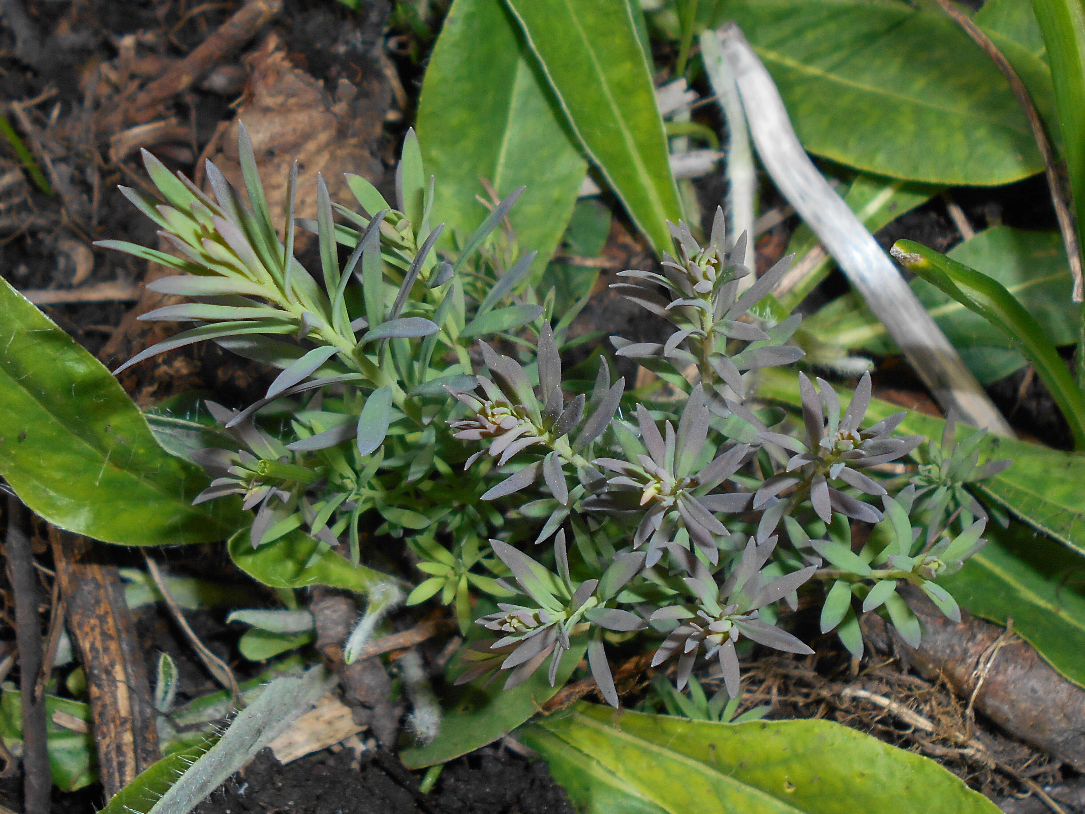 Image of Common Toadflax