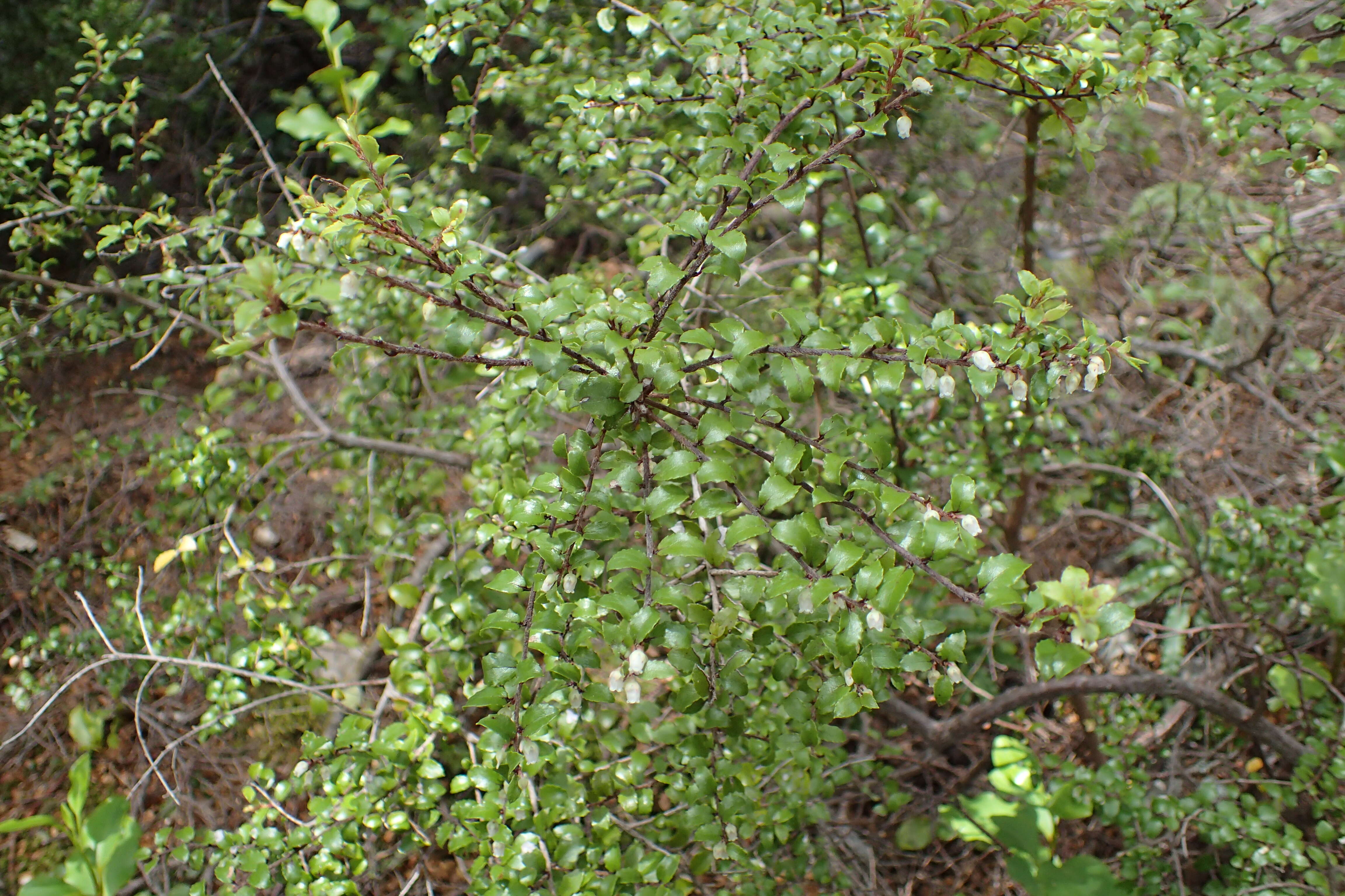 Image of Gaultheria antipoda Forst. fil.