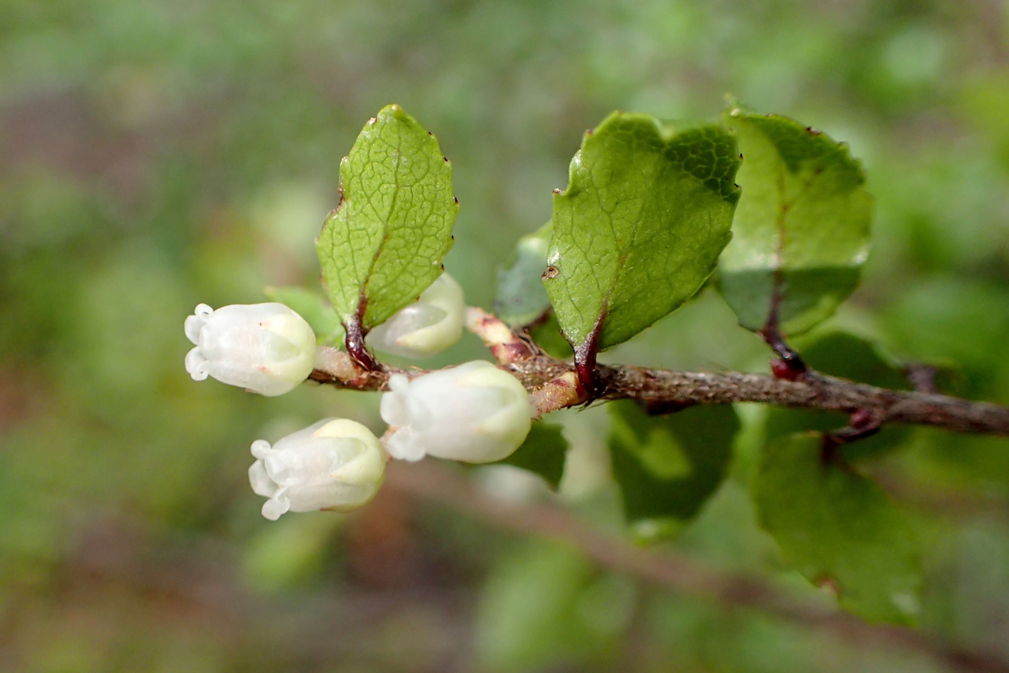 Image of Gaultheria antipoda Forst. fil.