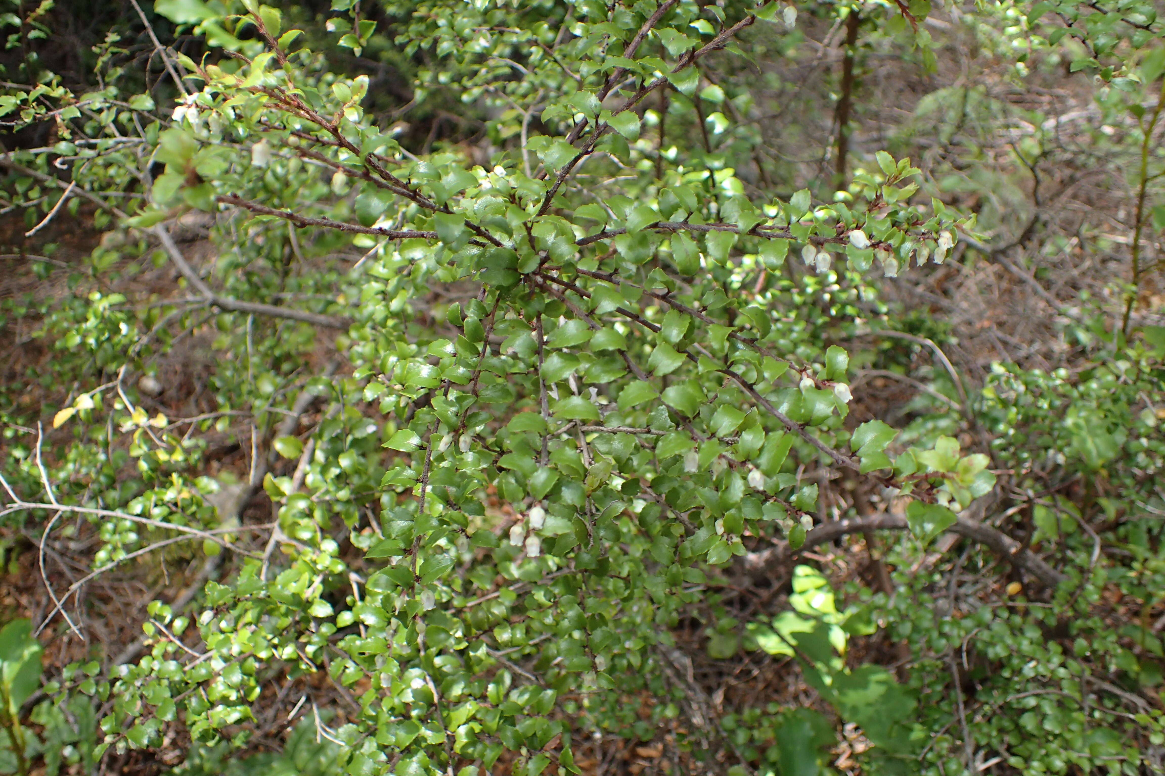 Image of Gaultheria antipoda Forst. fil.