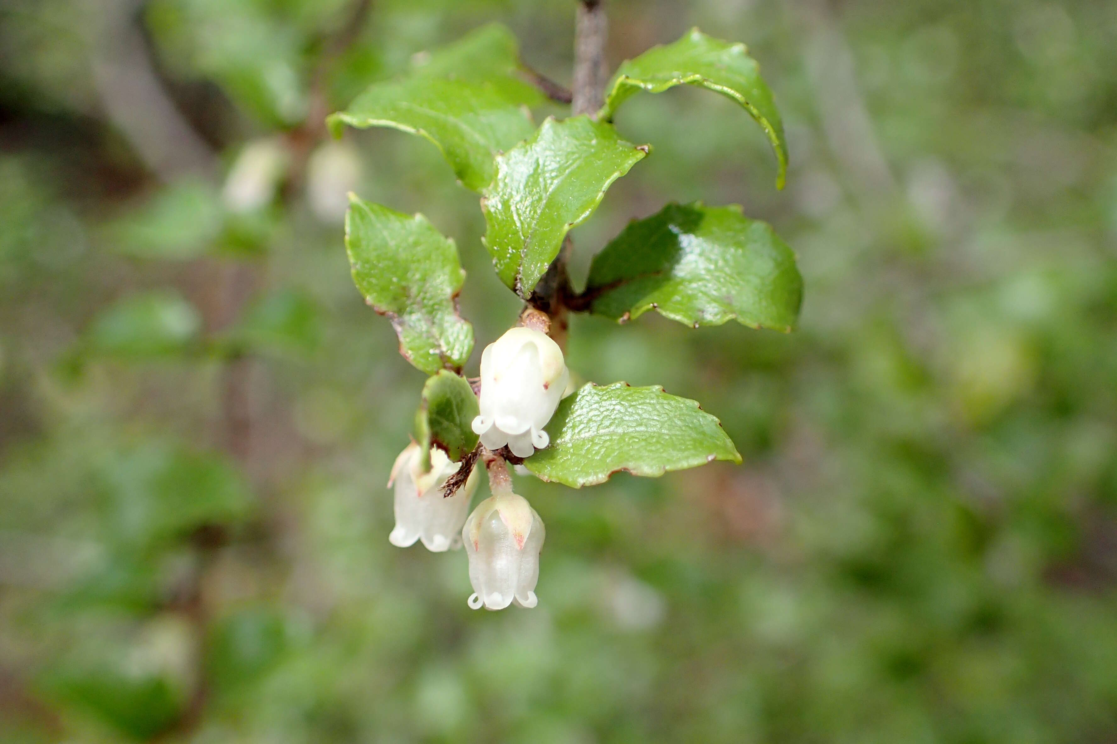 Image of Gaultheria antipoda Forst. fil.