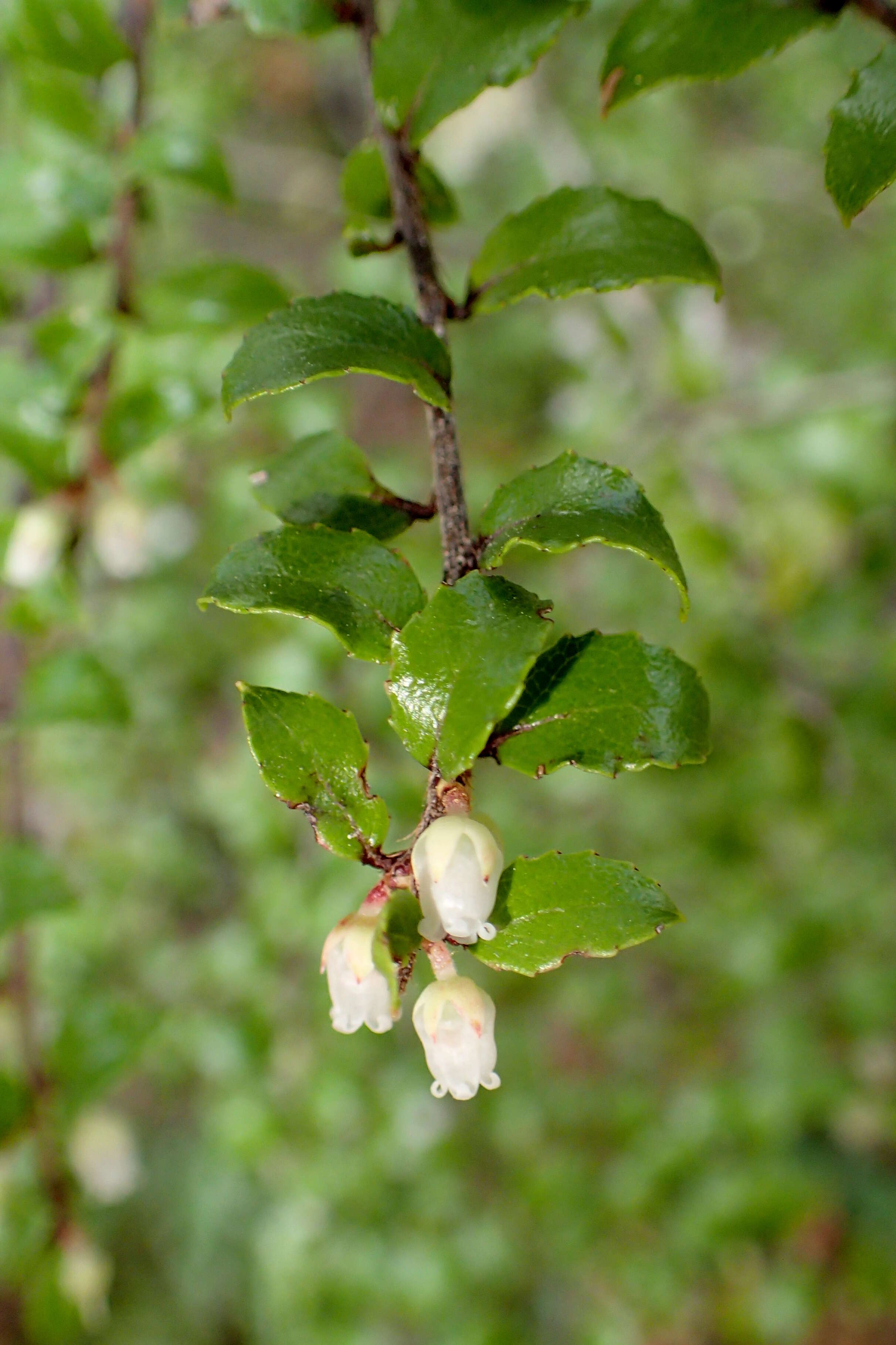 Image of Gaultheria antipoda Forst. fil.