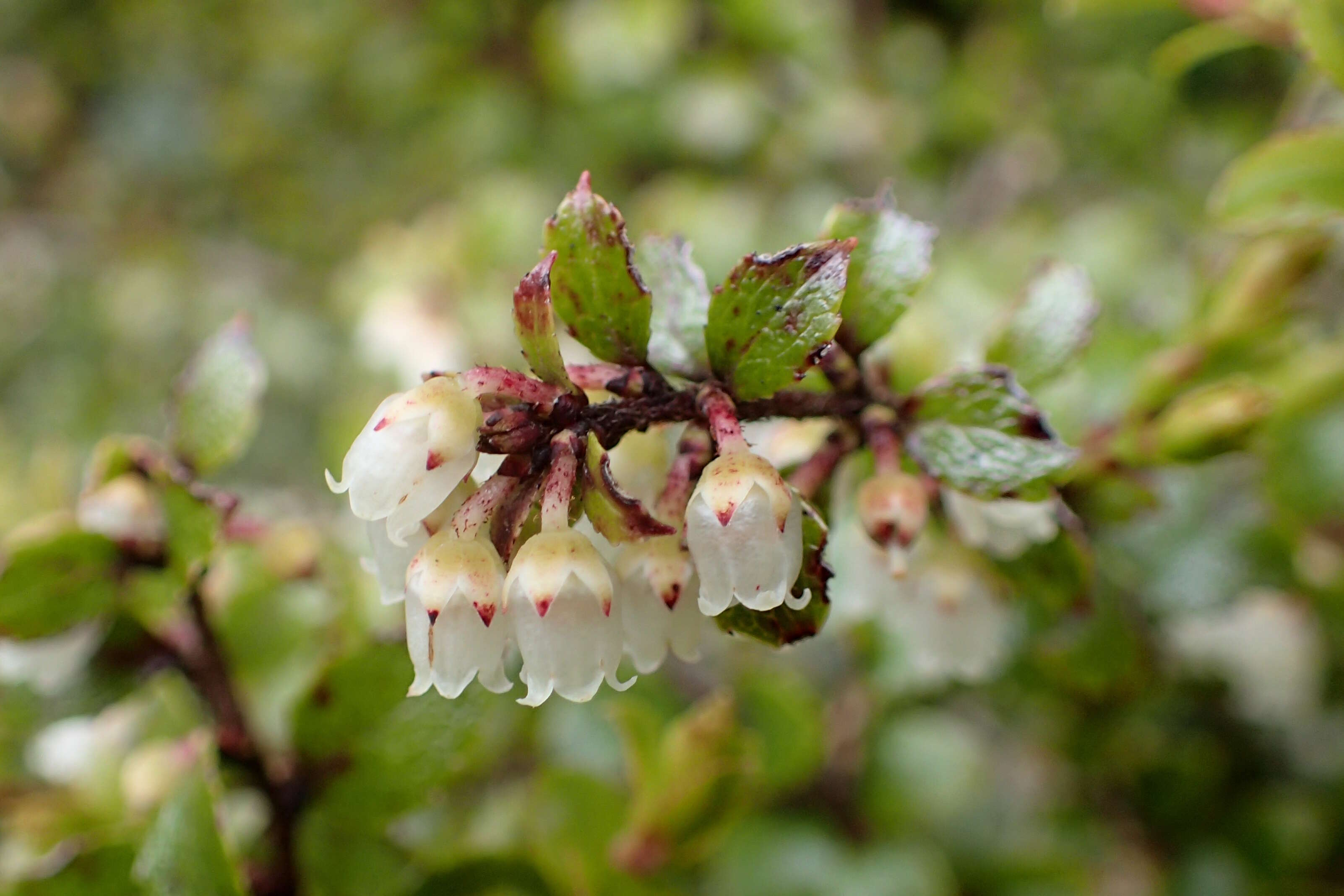 Image of Gaultheria antipoda Forst. fil.