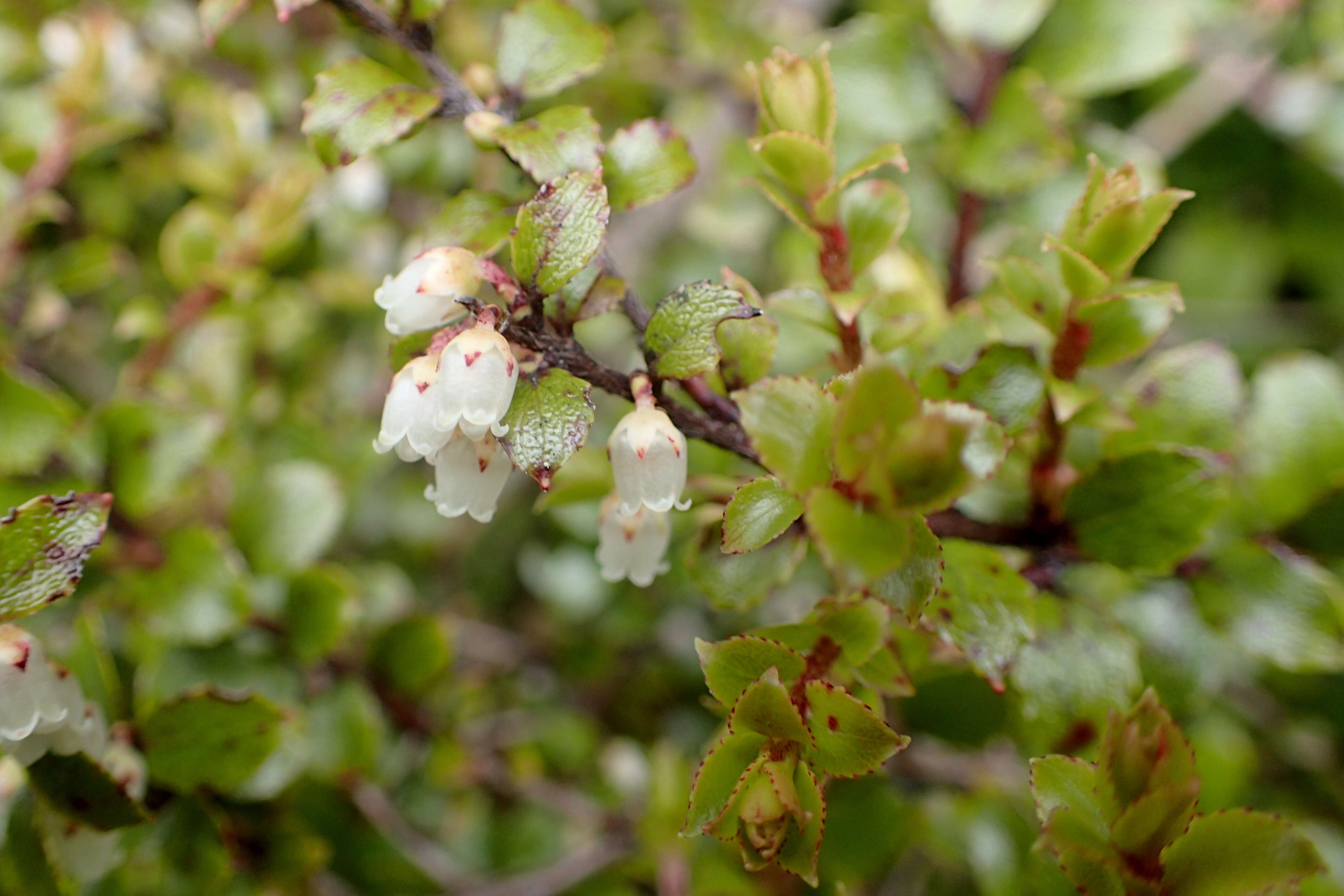 Image of Gaultheria antipoda Forst. fil.