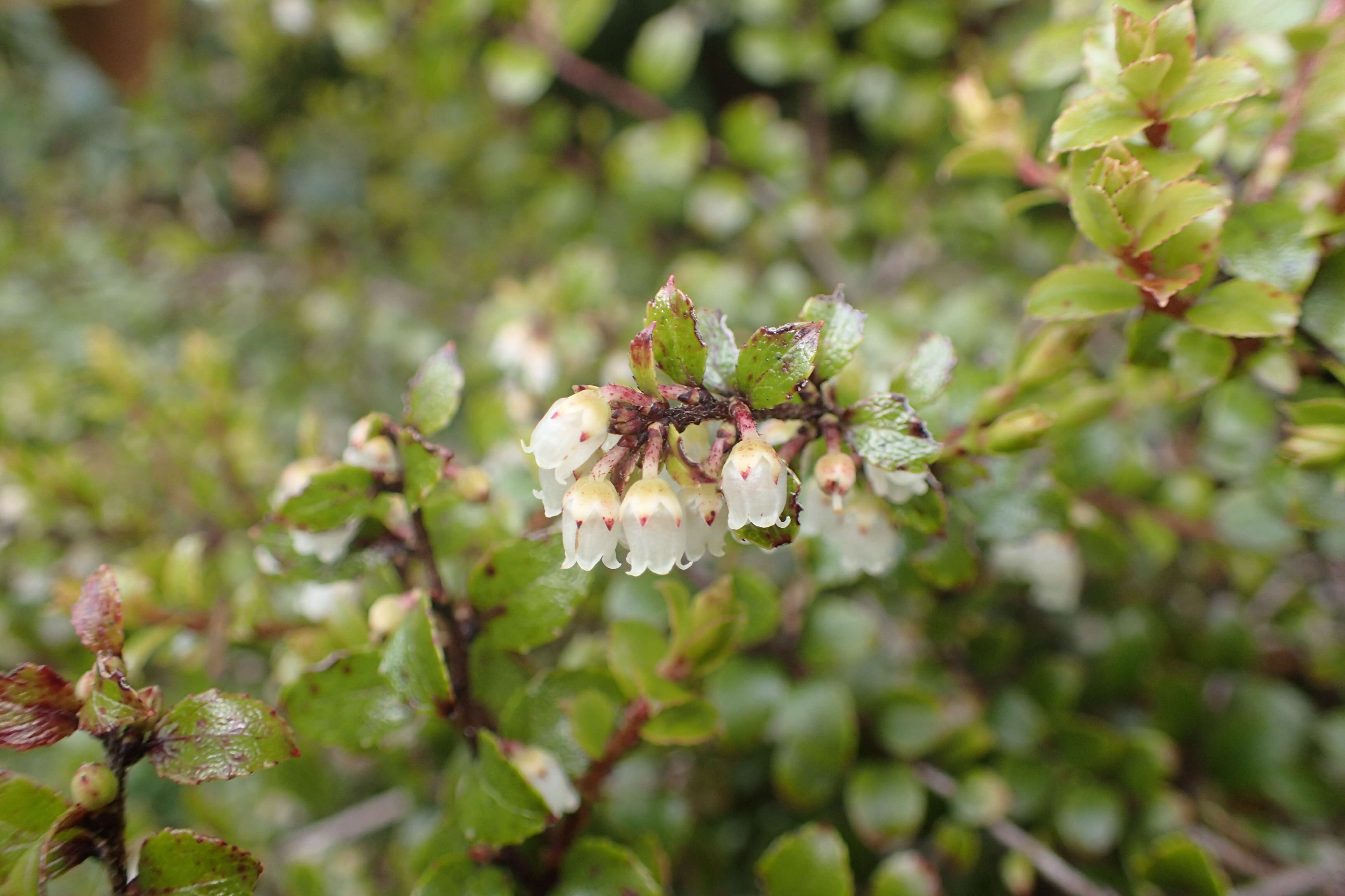 Image of Gaultheria antipoda Forst. fil.