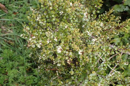 Image of Gaultheria antipoda Forst. fil.