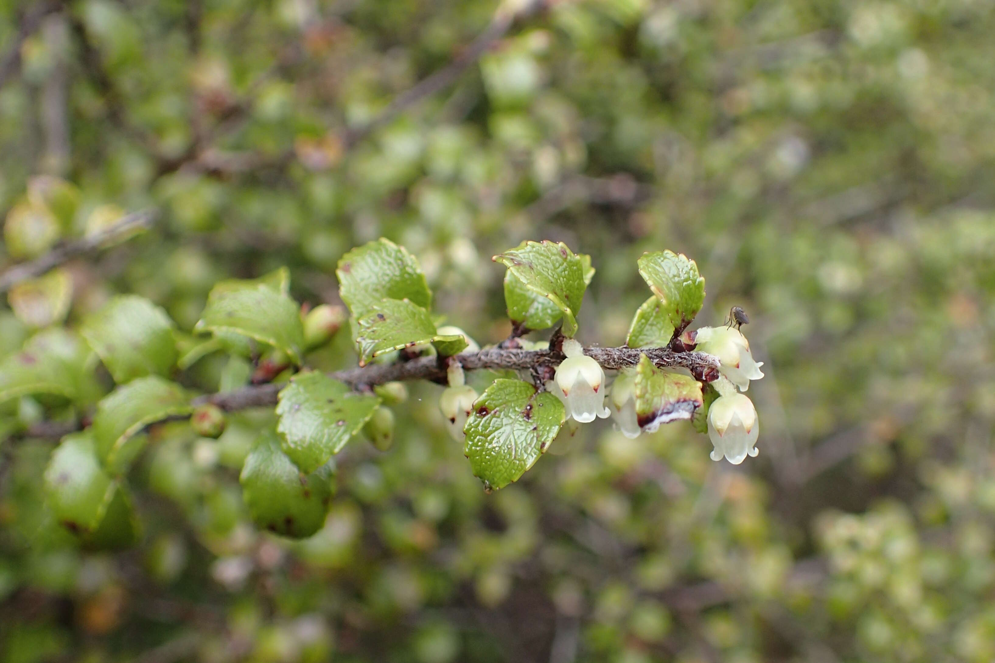 Image of Gaultheria antipoda Forst. fil.