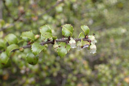 Image of Gaultheria antipoda Forst. fil.