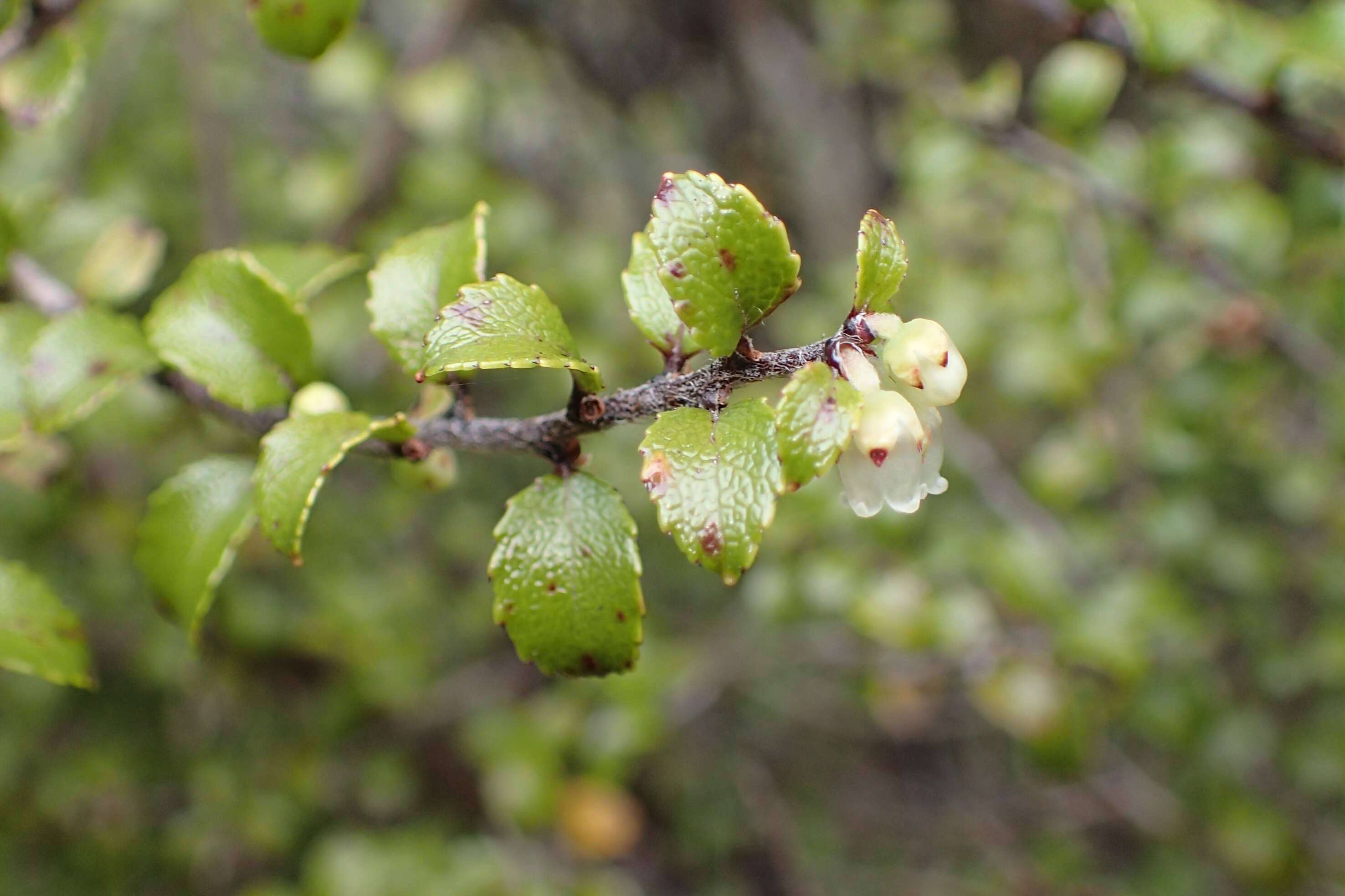 Image of Gaultheria antipoda Forst. fil.