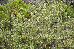 Image of Gaultheria antipoda Forst. fil.