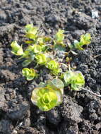 Image of creeping jenny