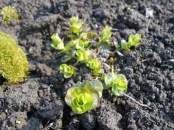 Image of creeping jenny