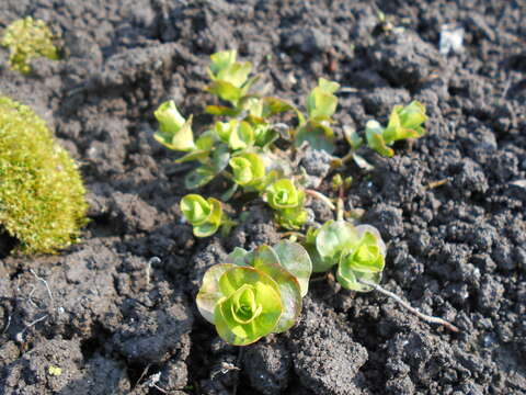 Слика од Lysimachia nummularia L.