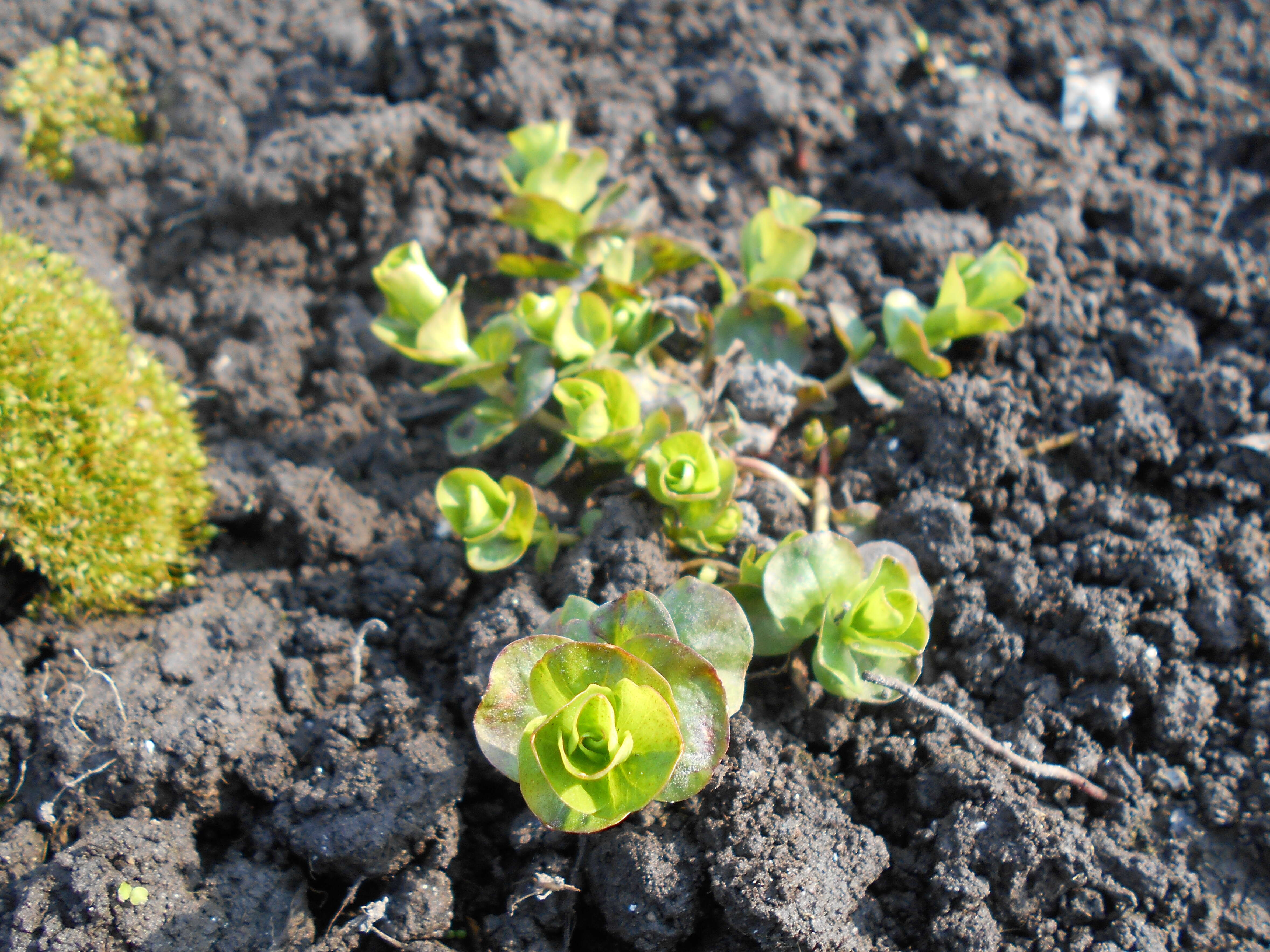 Image of creeping jenny