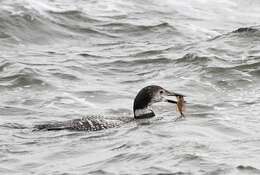 Image of loons