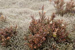 Image of Acrothamnus colensoi (Hook. fil.) Quinn