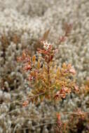 Image of Acrothamnus colensoi (Hook. fil.) Quinn