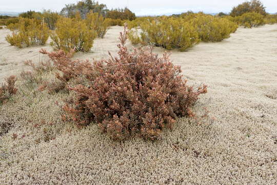 Image of Acrothamnus colensoi (Hook. fil.) Quinn